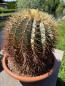 Preview: Ferocactus glaucescens